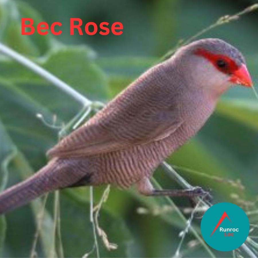 Apartmán Bec Rose - Clim - Wi-Fi - Jardin Saint-Leu Exteriér fotografie